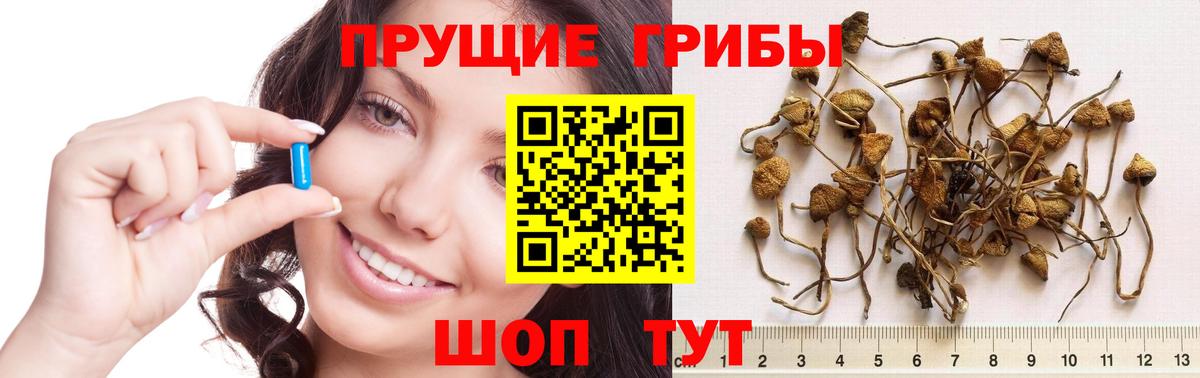 Псилоцибиновые грибы GOLDEN TEACHER  Вход с VPN  Галлюциногенные грибы Psilocybe  Спасск-Дальний 
